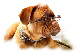 Hunde-Halter-Haftpflicht-Versicherung Haftpflichtversicherung Hundehalter