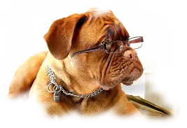 Hunde-Halter-Haftpflicht-Versicherung Haftpflichtversicherung Hundehalter