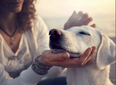 Hundekrankenversicherung Operationskosten Krankenversicherung für den Hund, Operationskosten