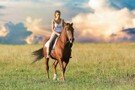 Vergleich Pferdehalterhaftpflichtversicherung
