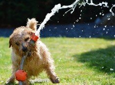 Hundeoperationskostenversicherung Hunde-OP-Versicherung