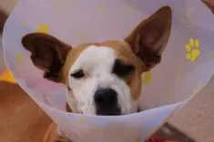 Hundeoperationsversicherung Hunde-OP-Versicherung