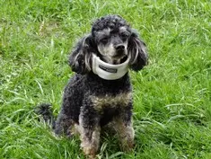 Hunde-OP-Versicherung Hundeoperationskostenversicherung